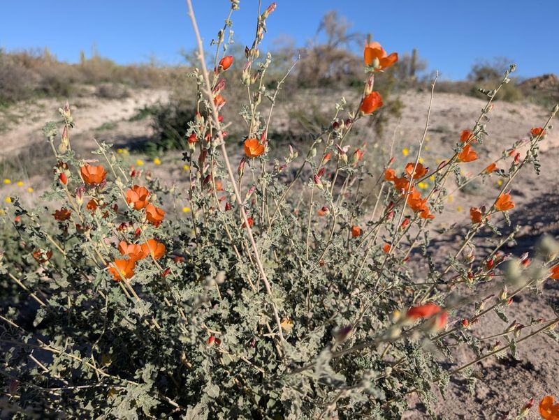 Desert Globemallow Grows From Seed In Warm Spring Soil