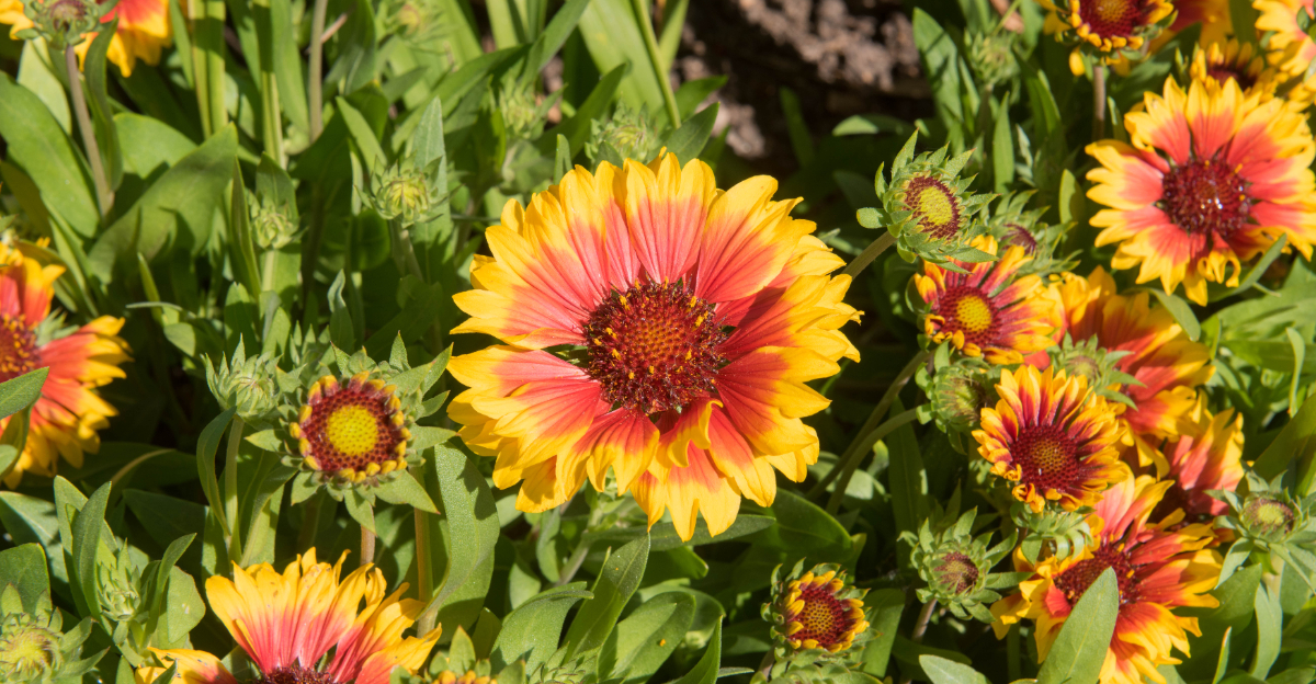 plant (featured image)