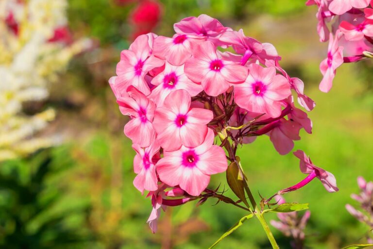 garden phlox