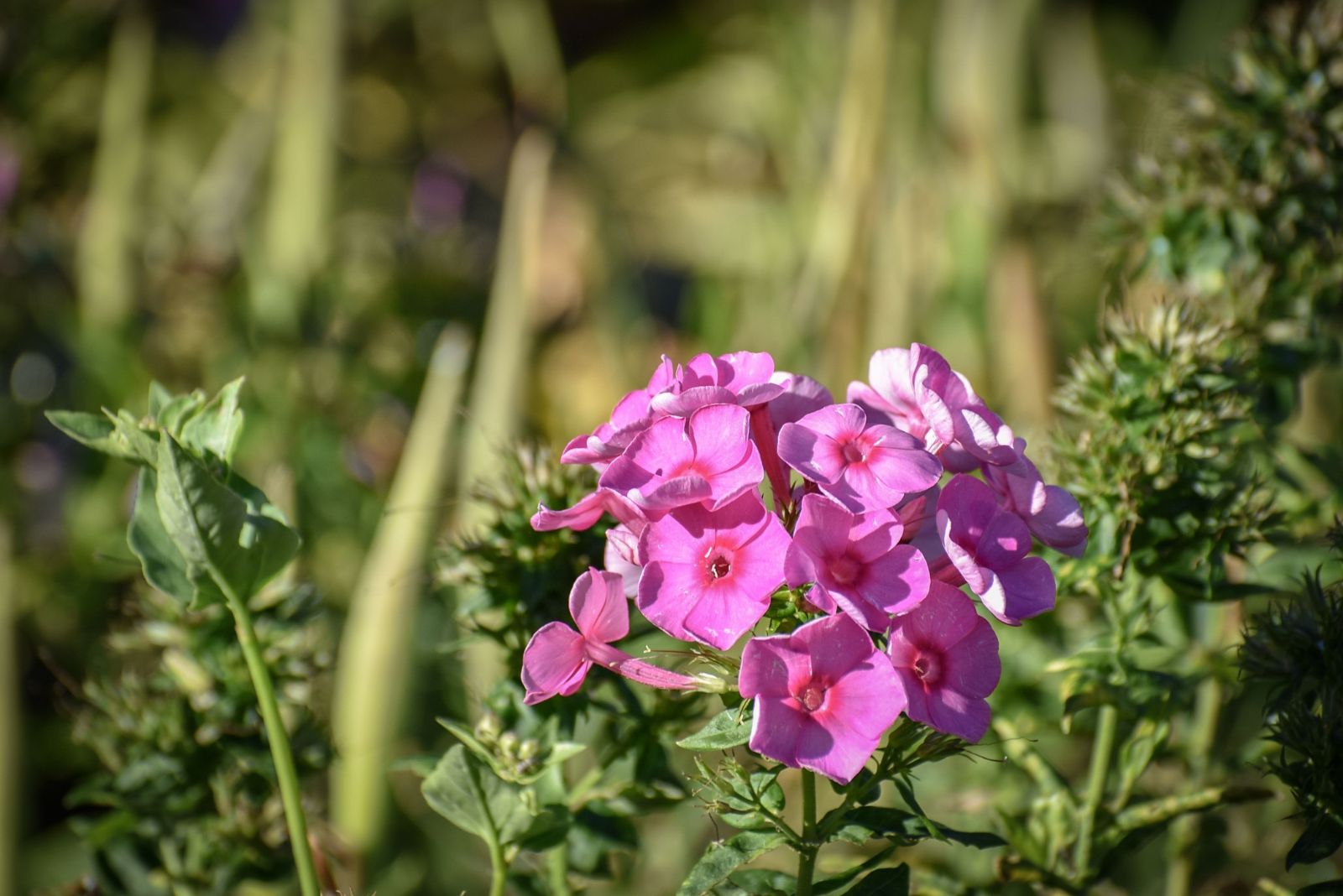 pink garden phlox