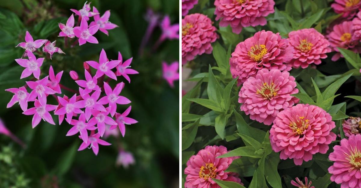 pink pentas and pink zinnias