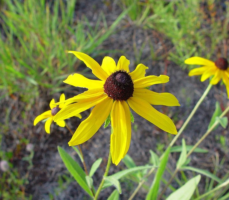 Black-Eyed Susan
