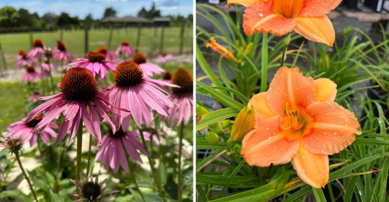 purple coneflower and daylily