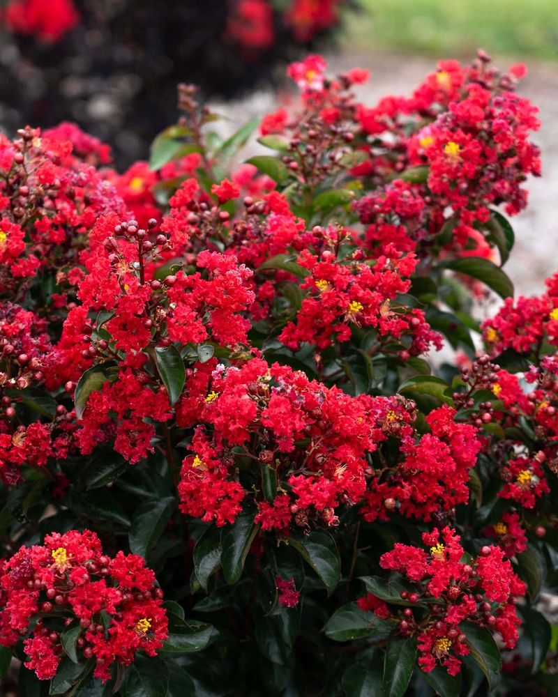 Crepe Myrtle Encouraging Strong, Clean New Growth