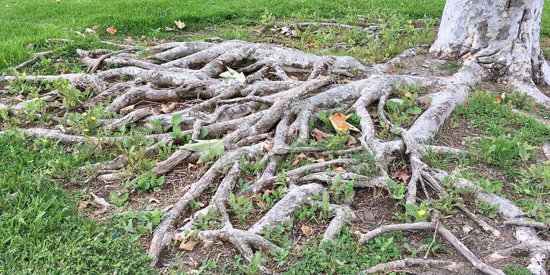 Silver Maple Brings Fast Root Trouble