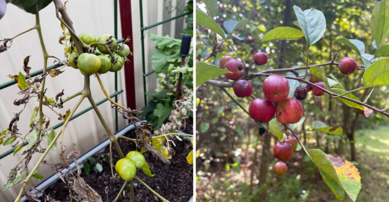 tomatoes and crabapples