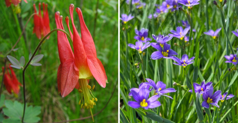 7 Plants That Bring Constant Color To Georgia Gardens Through Spring