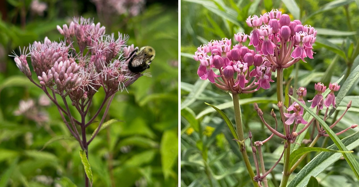 joe-pye weed and milkweed