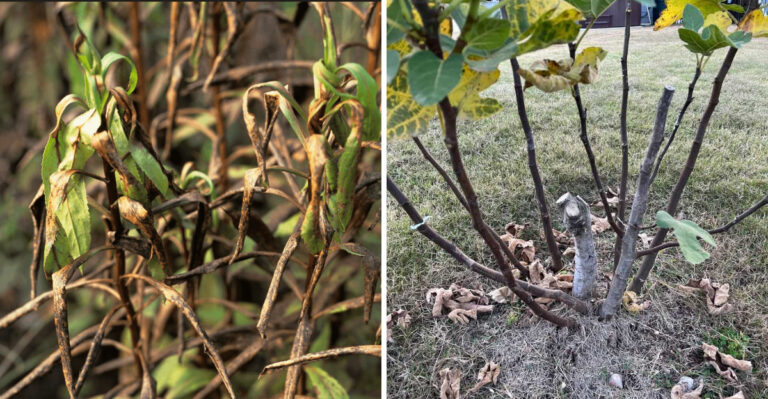 7 Plants That Should Be Left Alone After Freeze Damage In Texas