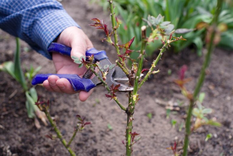 pruning roses