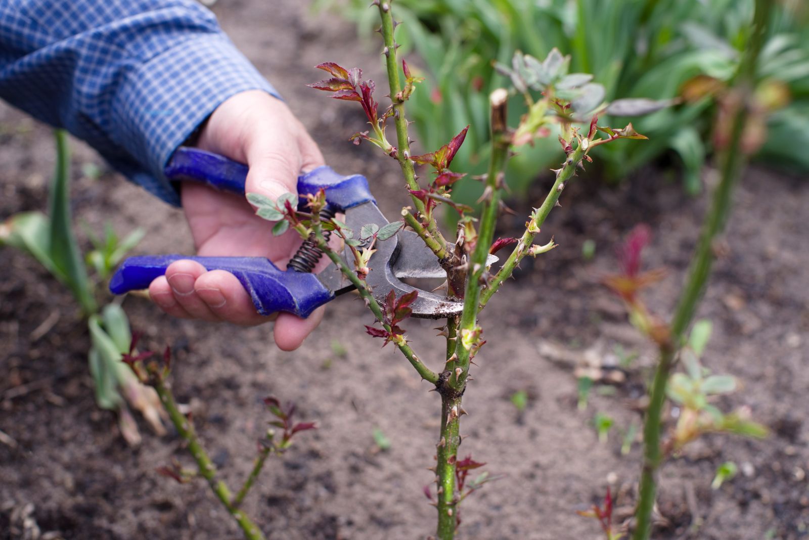 pruning roses