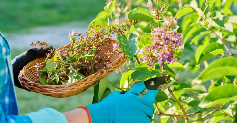 7 Plants To Prune This May In Ohio (And 4 To Leave Alone)