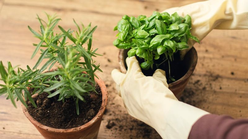 Keep Basil Away From Rosemary's Dry Soil