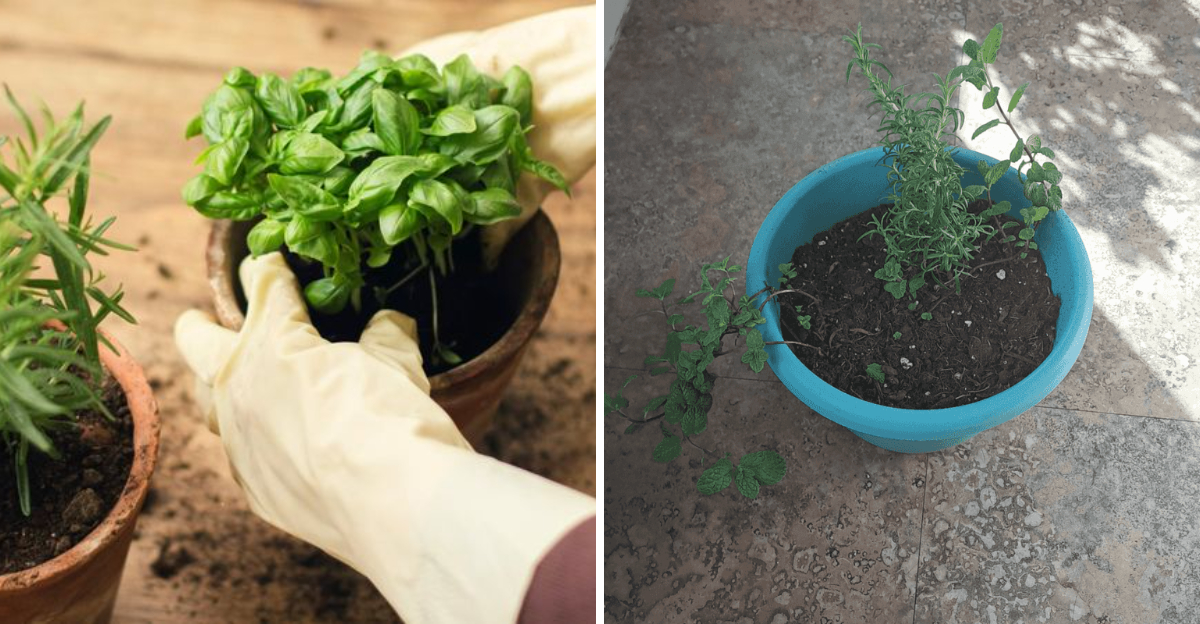 basil and mint with rosemary