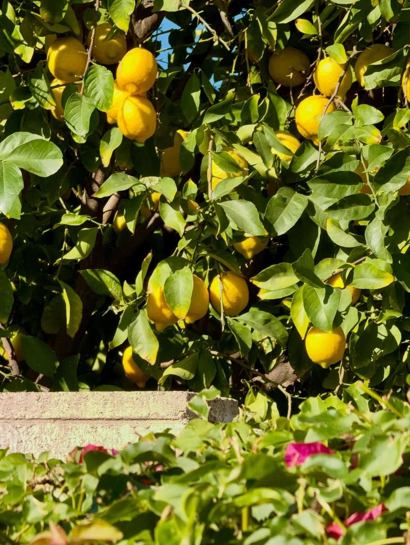 Citrus Trees Should Stop Fertilizing Before Extreme Heat