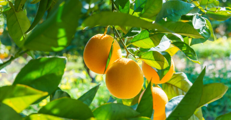 citrus tree (featured image)