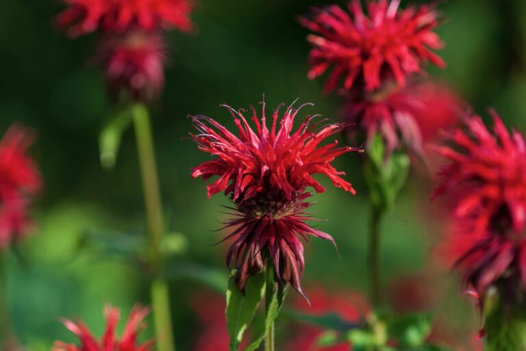 bee balm