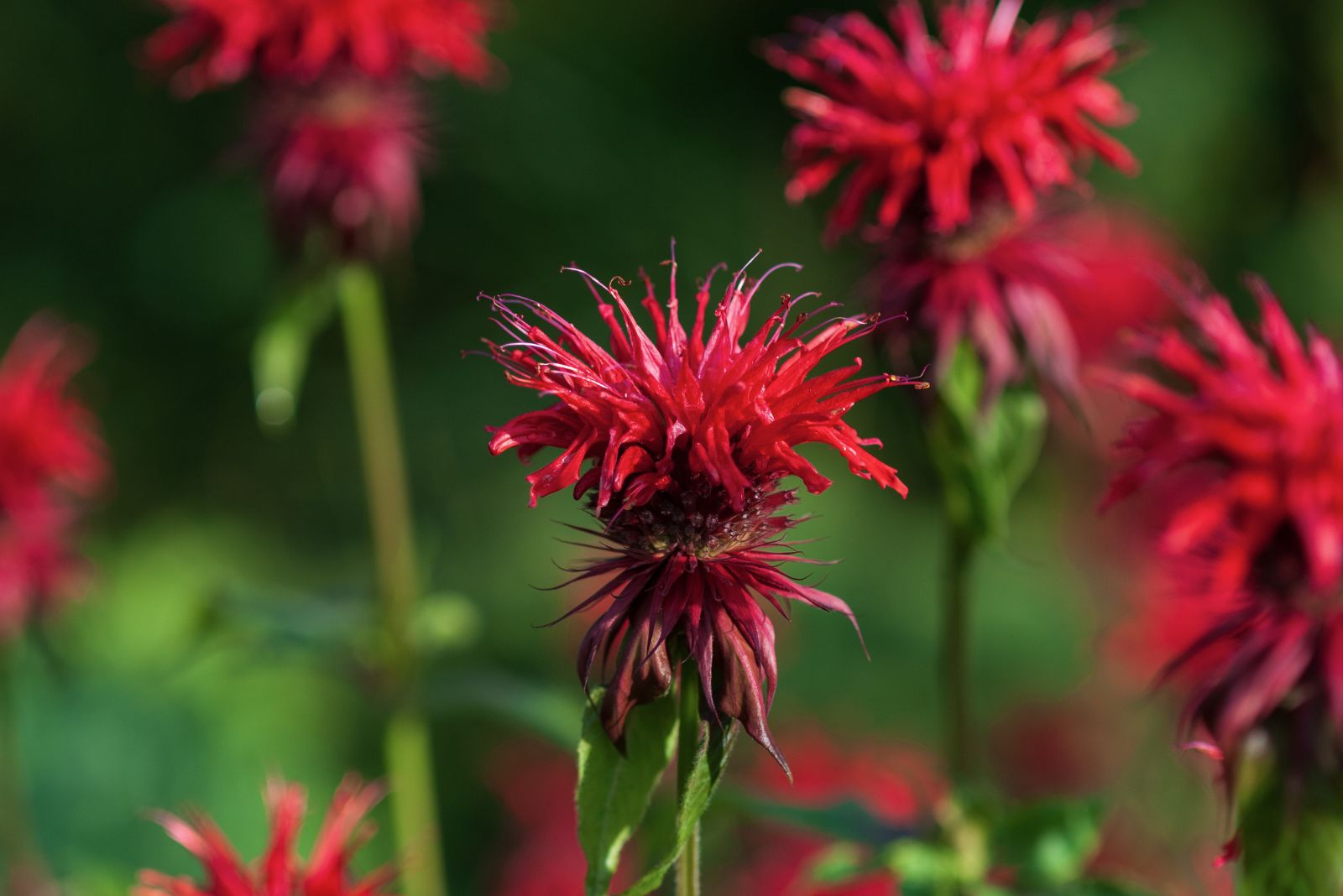 bee balm