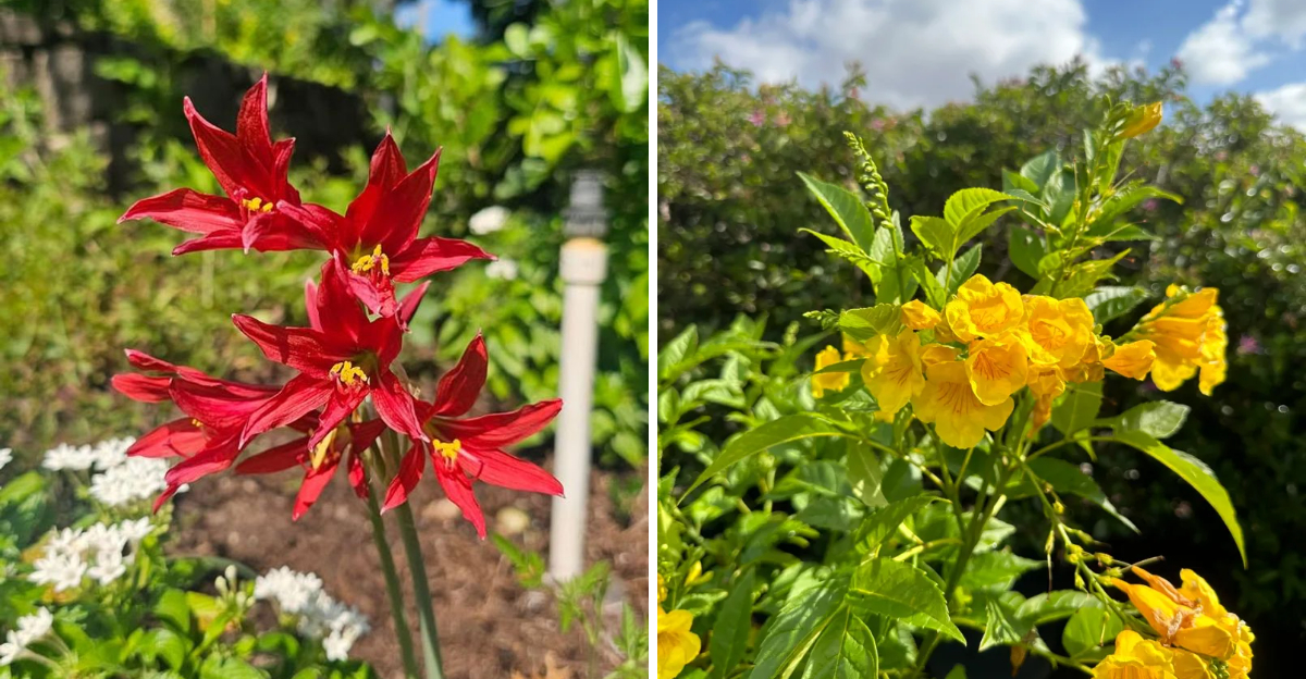 Oxblood Lily and Esperanza