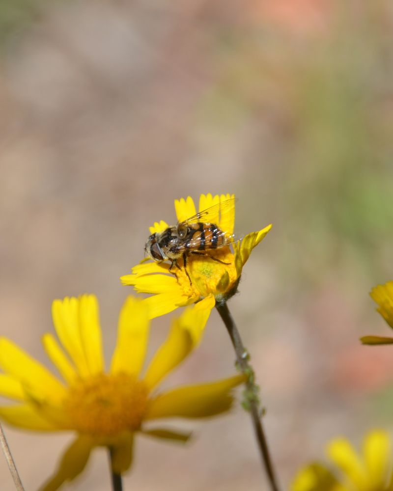 Native Bees Power Pollination Across Arizona Gardens