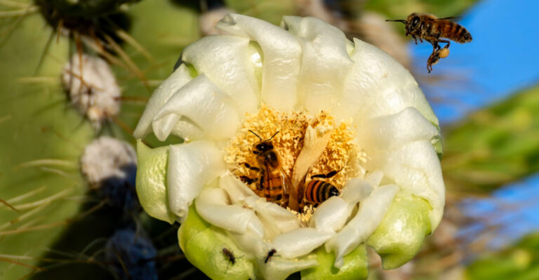 7 Pollinators That Are Active In May In Arizona And How To Support Them