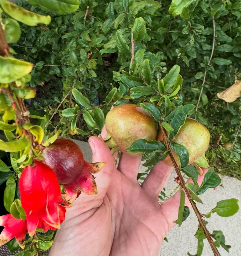 Deep Watering Keeps Roots Hydrated During Extreme Heat
