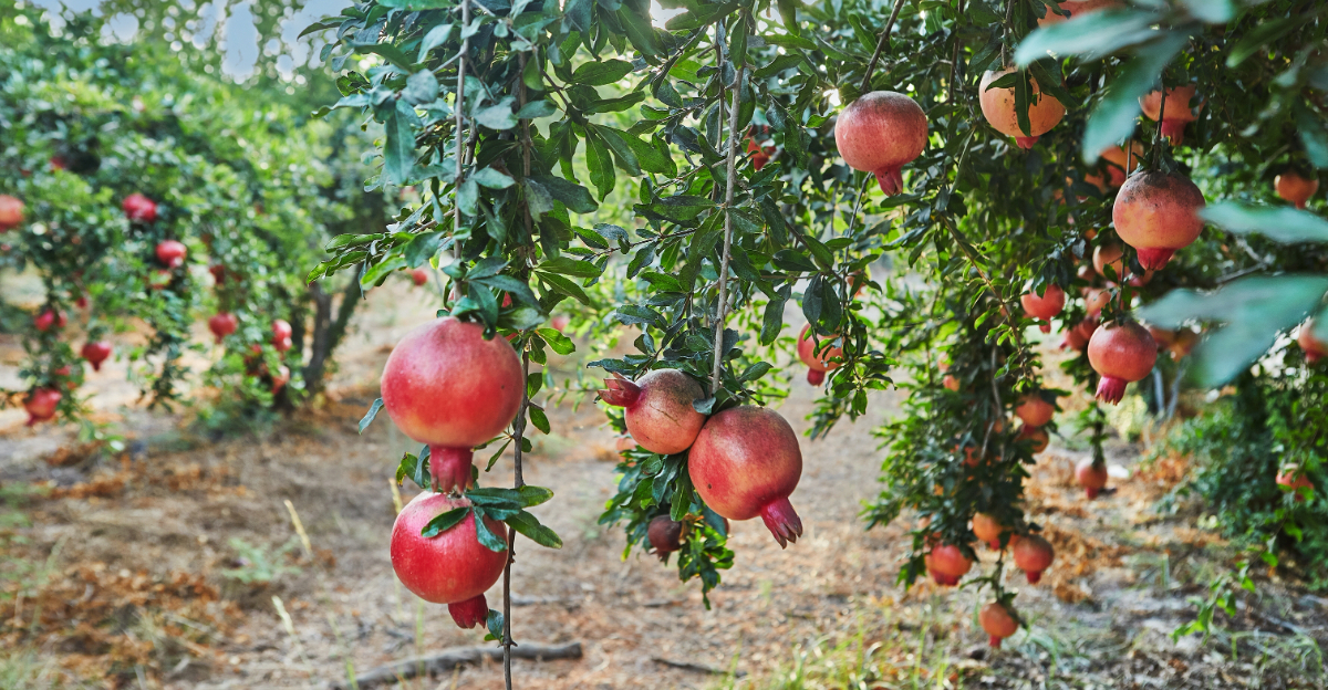 Pomegranate tree (featured image)