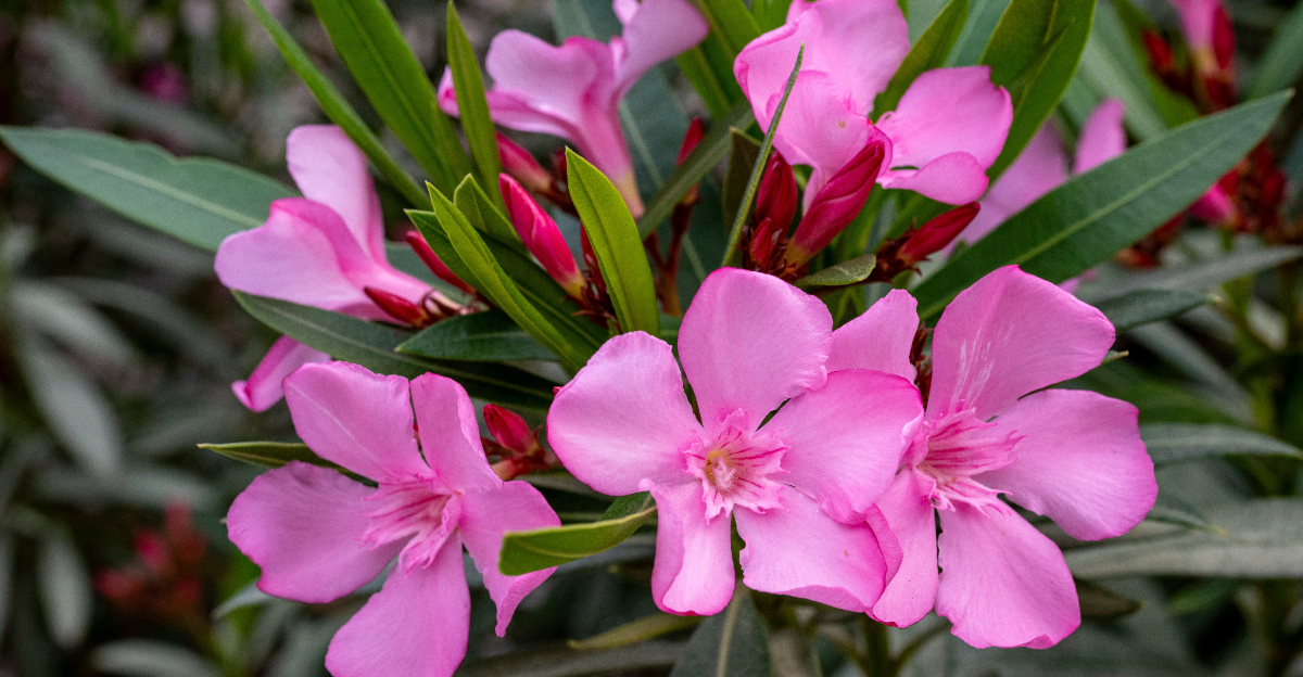 plant (featured image)