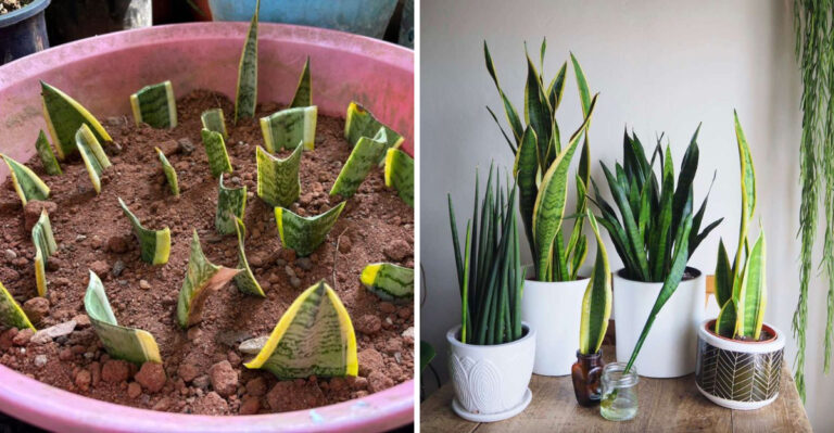 7 Practical Ways To Propagate Snake Plant Successfully In Georgia