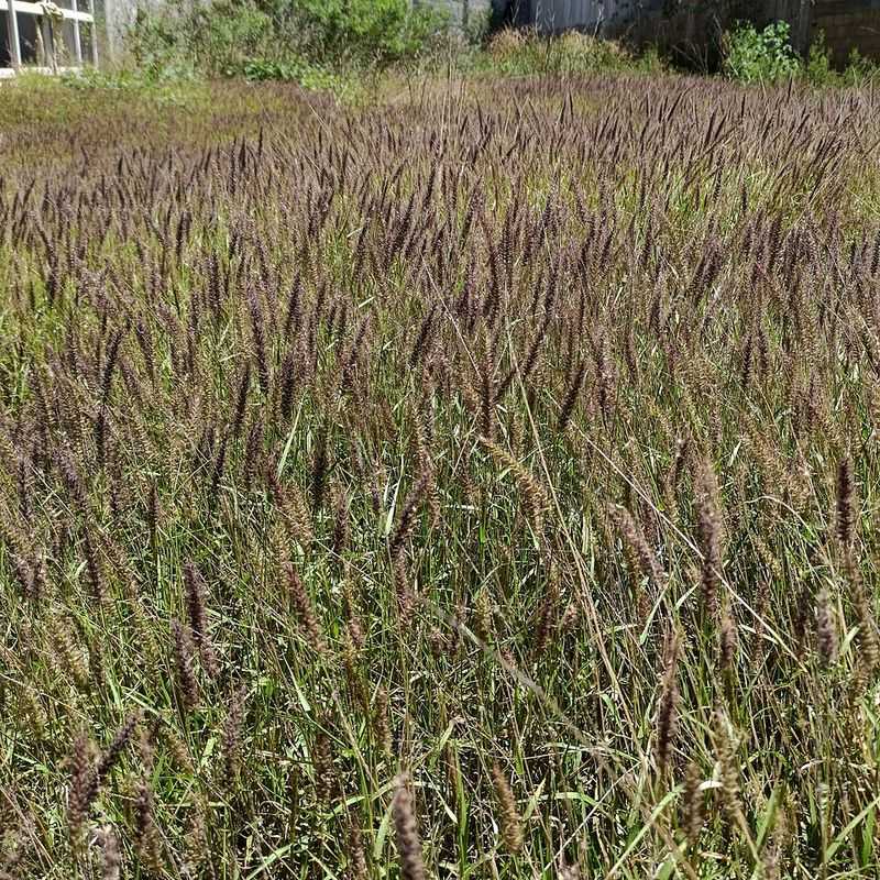 Buffelgrass Drives Wildfires And Spreads Rapidly