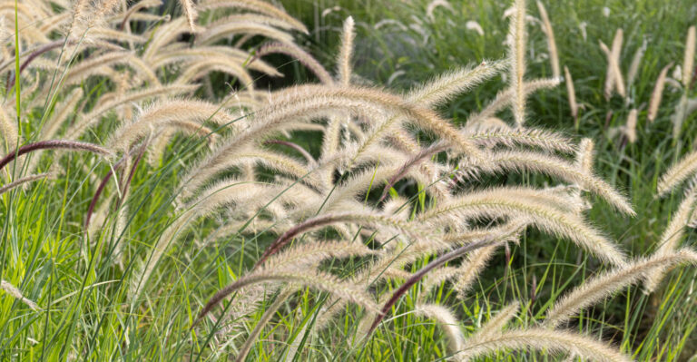 plant (featured image)