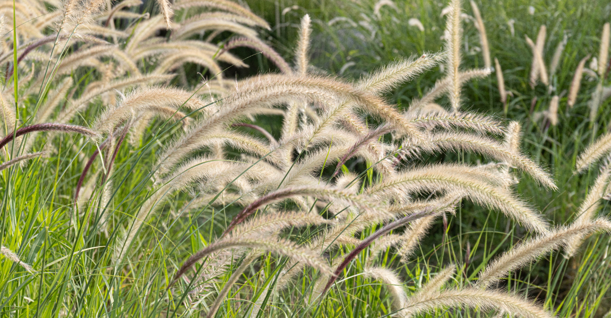 plant (featured image)