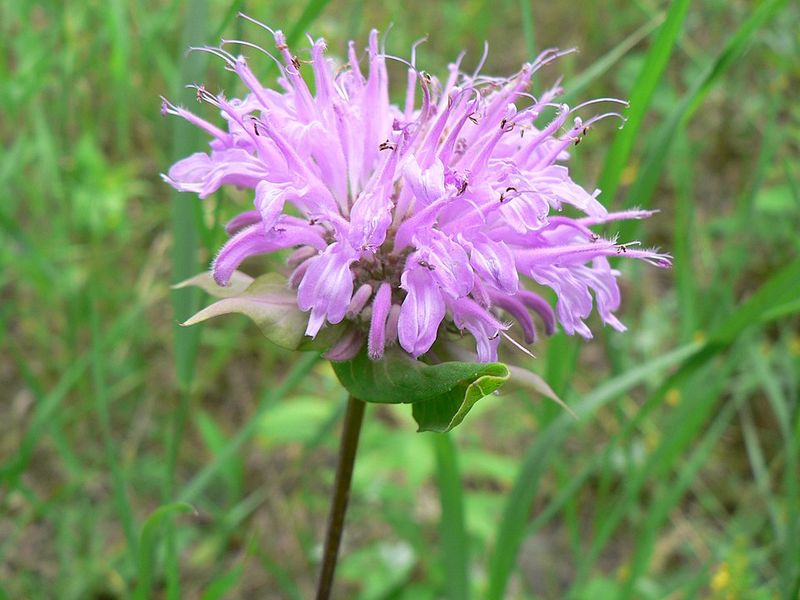 Bee Balm Draws Pollinators With Bold Purple Blooms