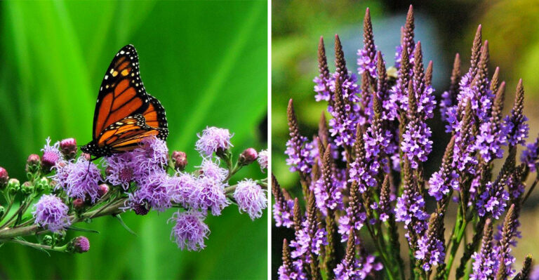 7 Purple Flowers That Thrive In Michigan Gardens All Summer