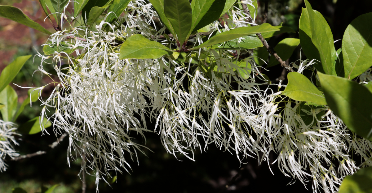 fringe tree (featured image)