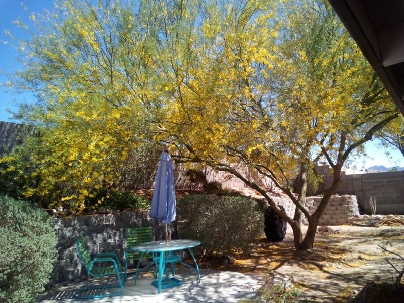 Native Trees Are Naturally Adapted To Low-Water Conditions