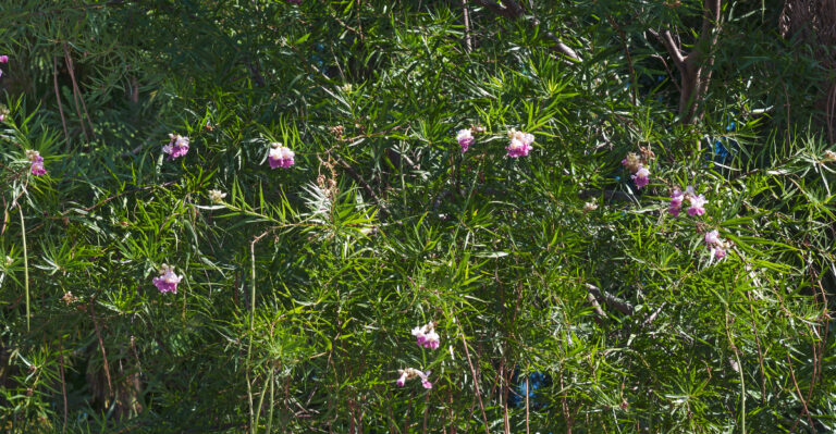 tree (featured image)