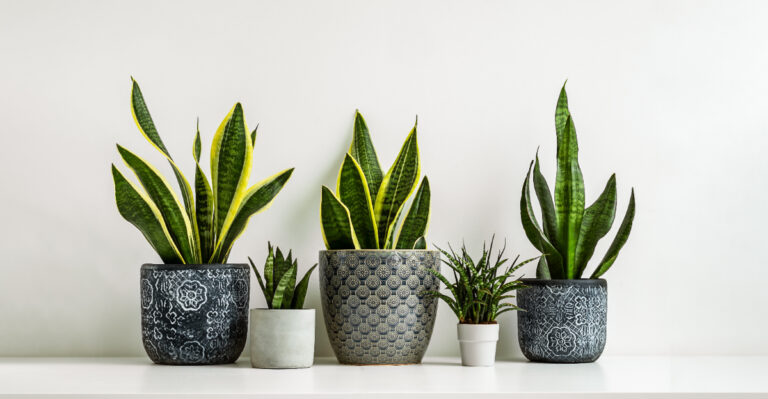 snake plant (featured image)