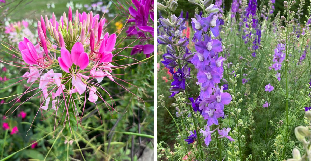 cleome and larkspur