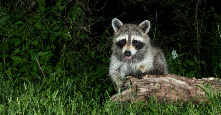Raccoon (featured image)
