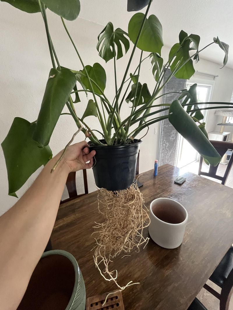 Roots Out Drainage Holes