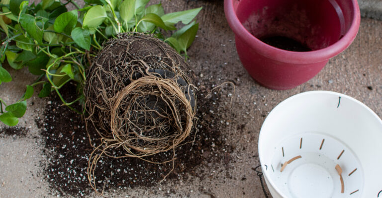 plant repotting