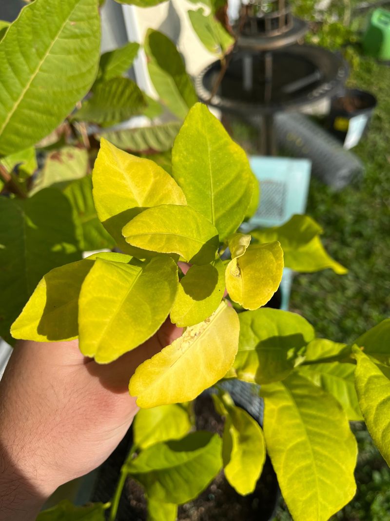 Yellowing Leaves Start Showing Up Fast