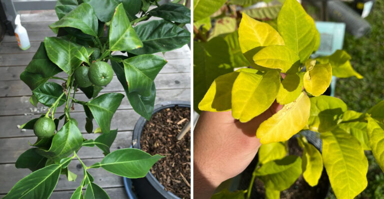 7 Signs Your Arizona Citrus Tree Is Stressed In April And What To Do