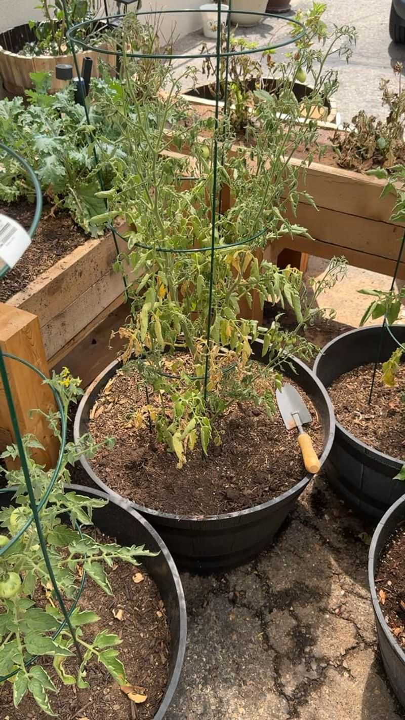 Soil Stays Damp For Days Instead Of Drying Out Between Waterings