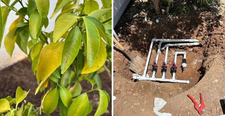 7 Signs You’re Overwatering Arizona Plants In Spring And How To Fix It