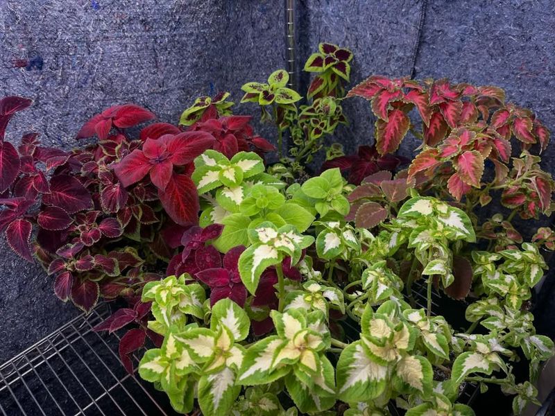Place It In Bright Indirect Light To Maintain Strong Color