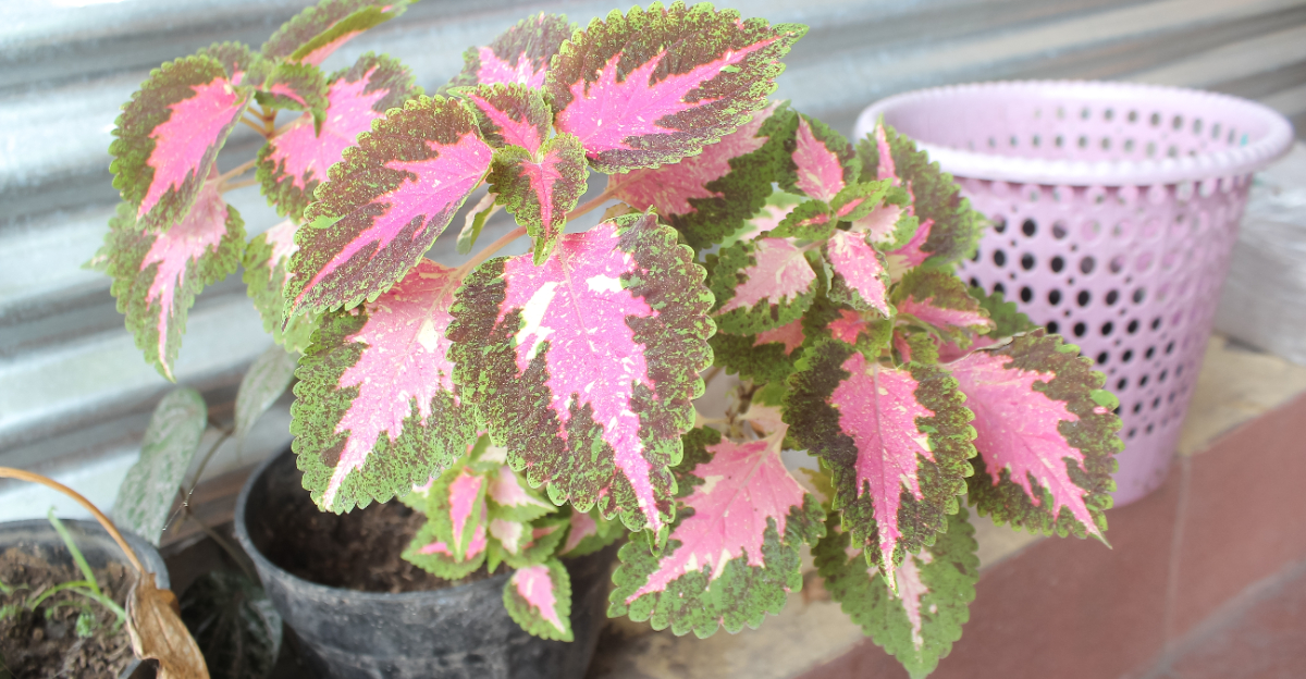 Coleus (featured image)