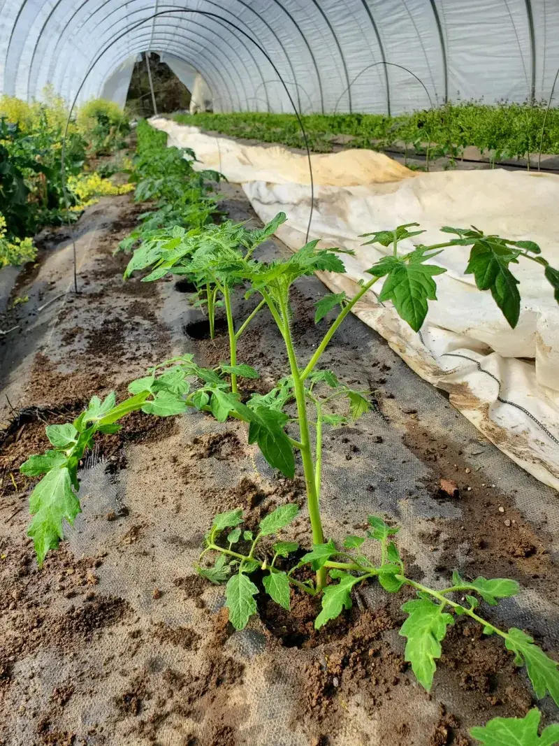 Plant After Soil Warms For Strong Early Growth