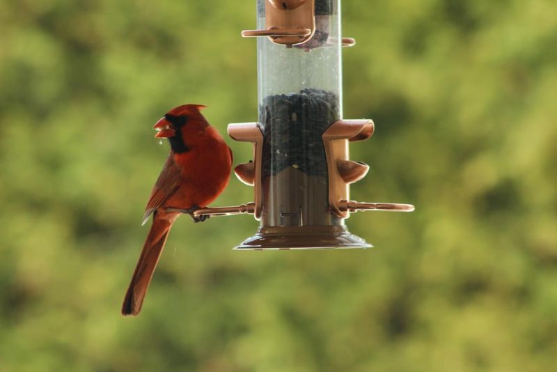 Offer Black Oil Sunflower Seeds They Prefer Most